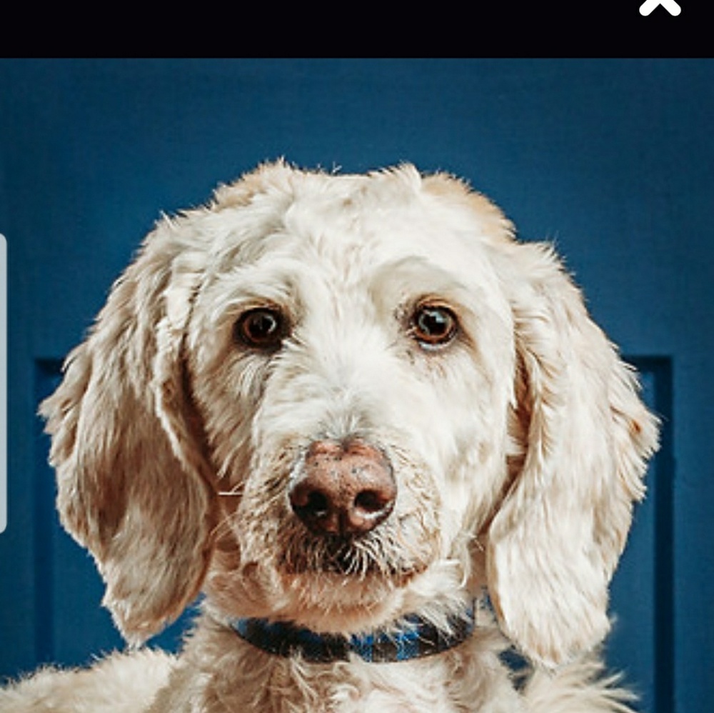 Meet your Posher, Sonya